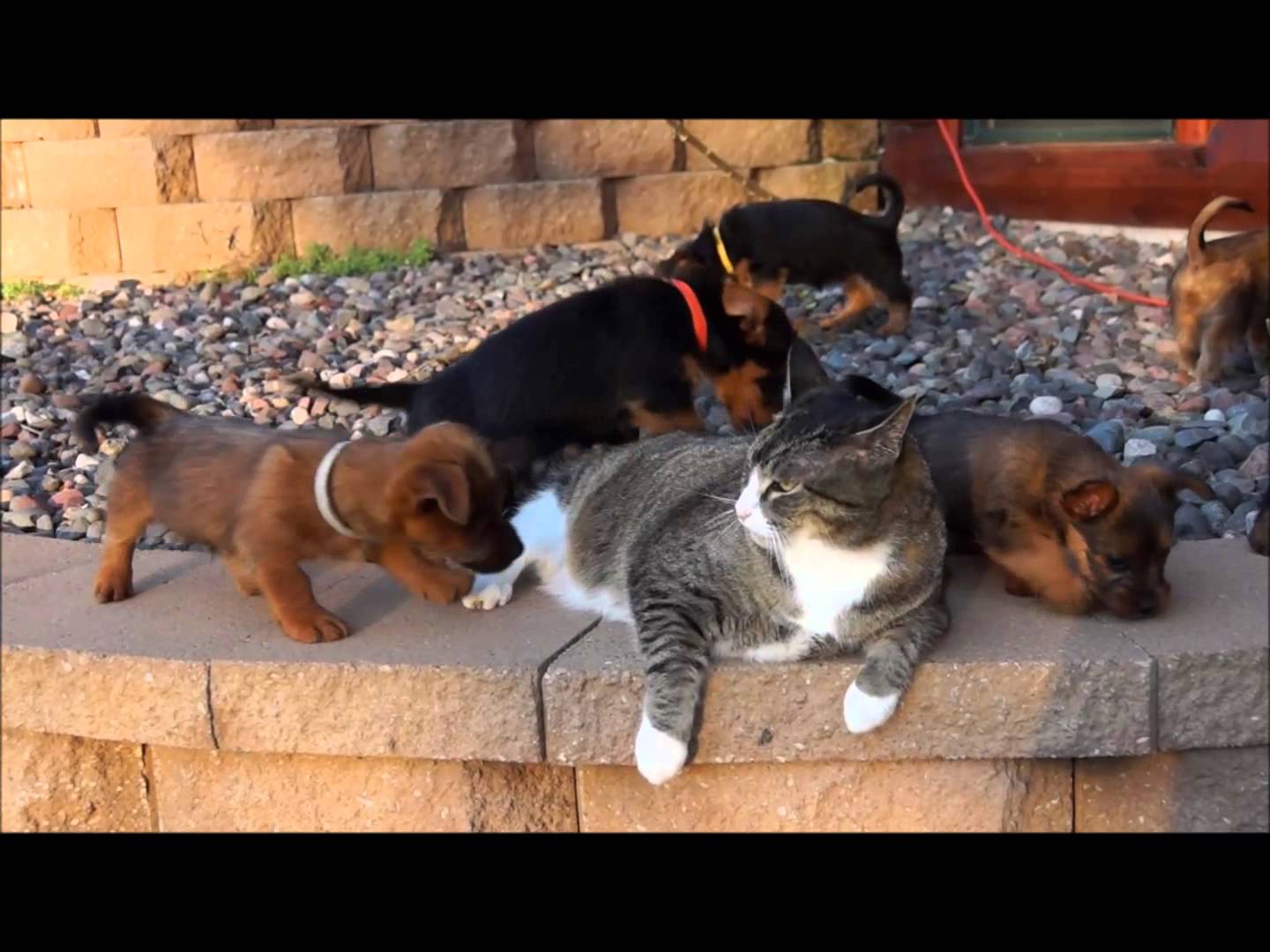 Cat Takes On 14 Australian Terrier Pups Pup Fans