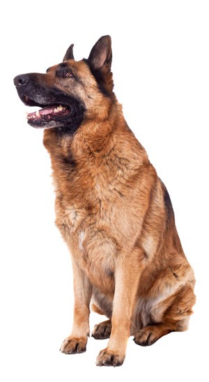 german-shepherd-left