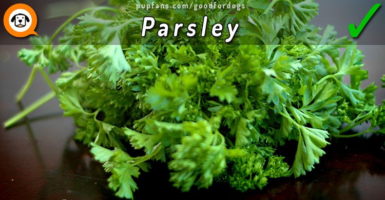 Parsley