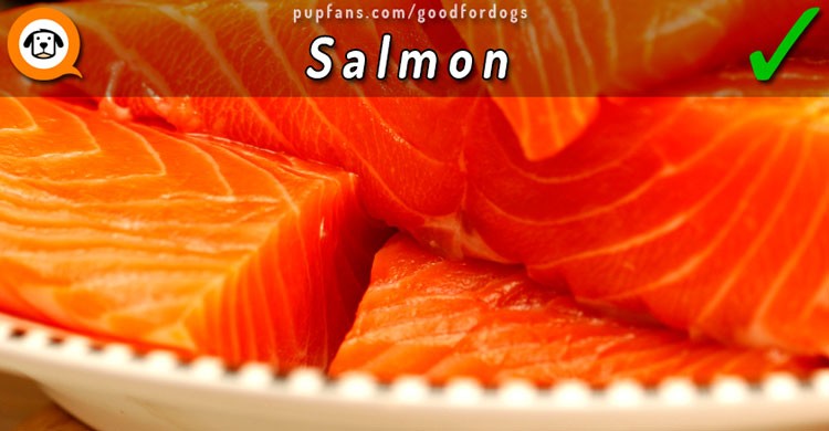 Salmon