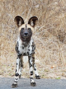 African Painted Dog puppy