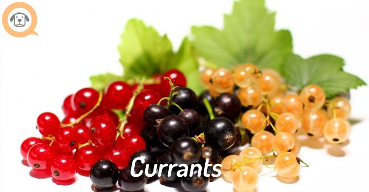 currants