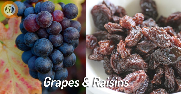 grapes & raisins