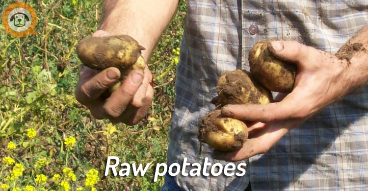 raw green potatoes