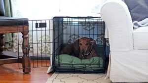 Crate-Happy-Doxie