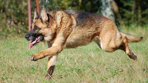 GermanShepherdRunning