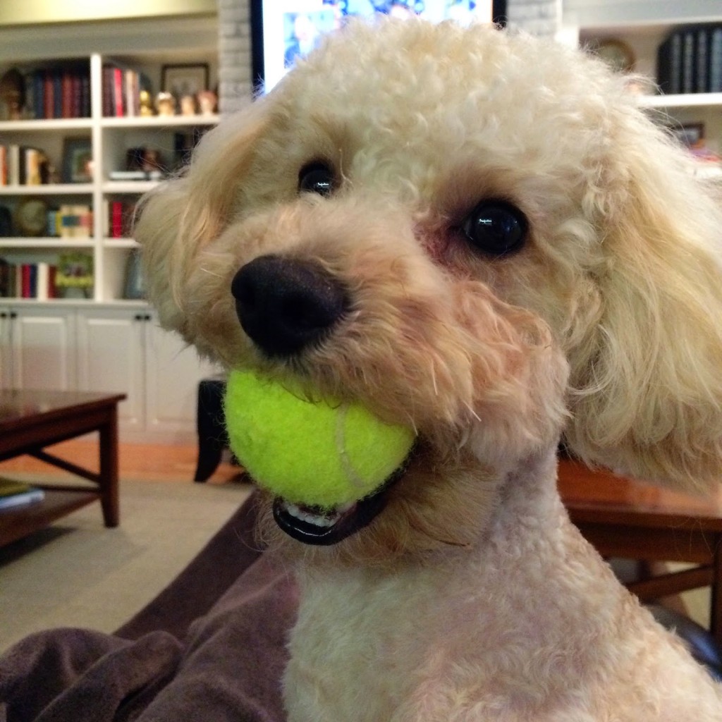 poodle with ball