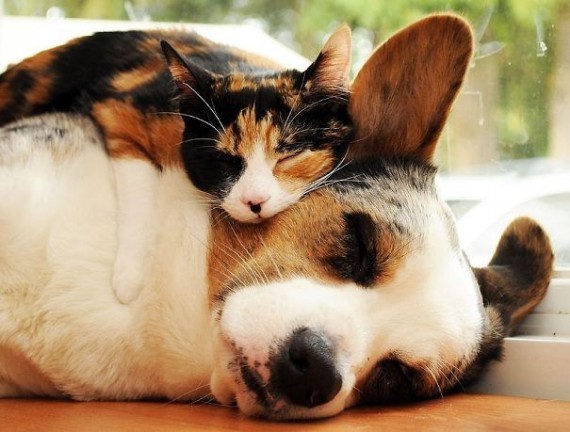 Cat and dog