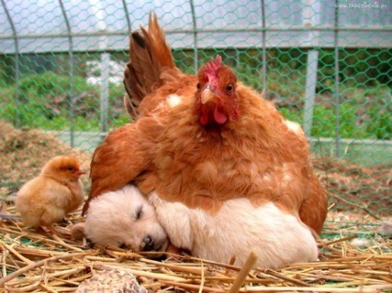 Chicken and puppy