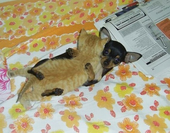Chihuahua puppy and kitten