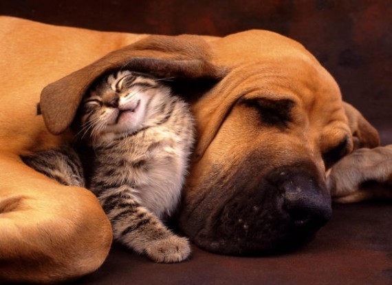 Dog and kitten