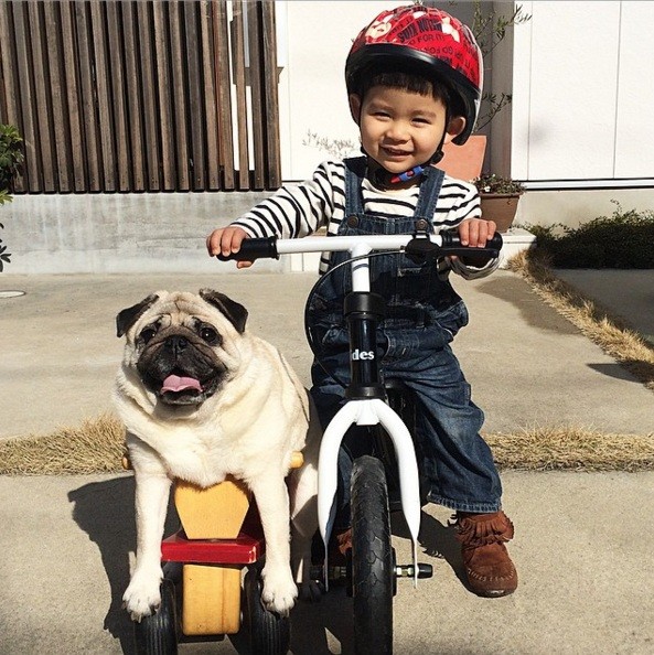 boy and pug