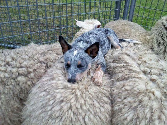 dog and sheep