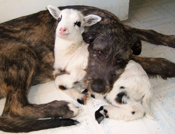 lamb and dog