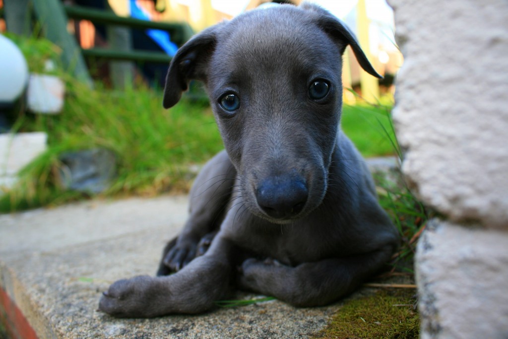 whippet puppy