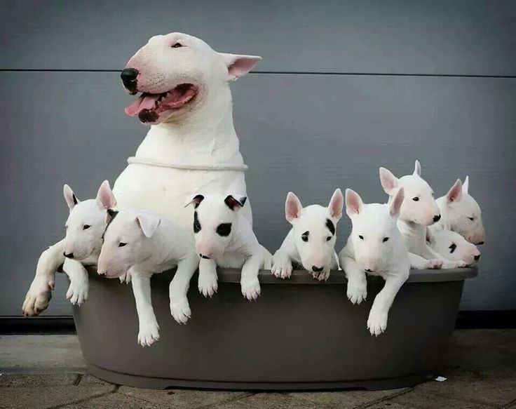 bull terrier