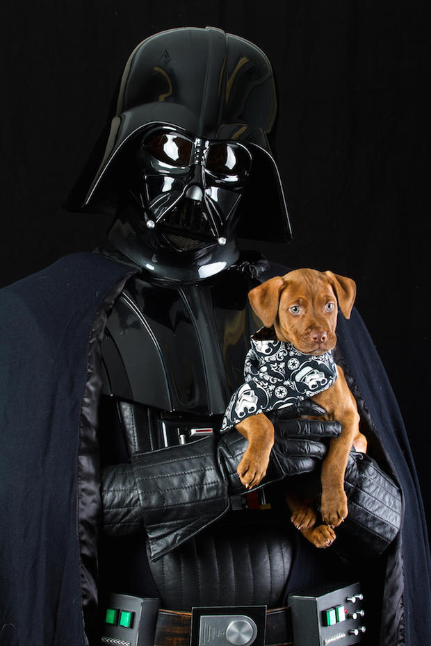 vader dog