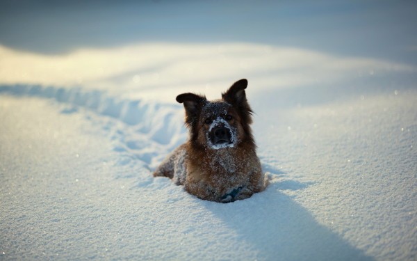 snow dog