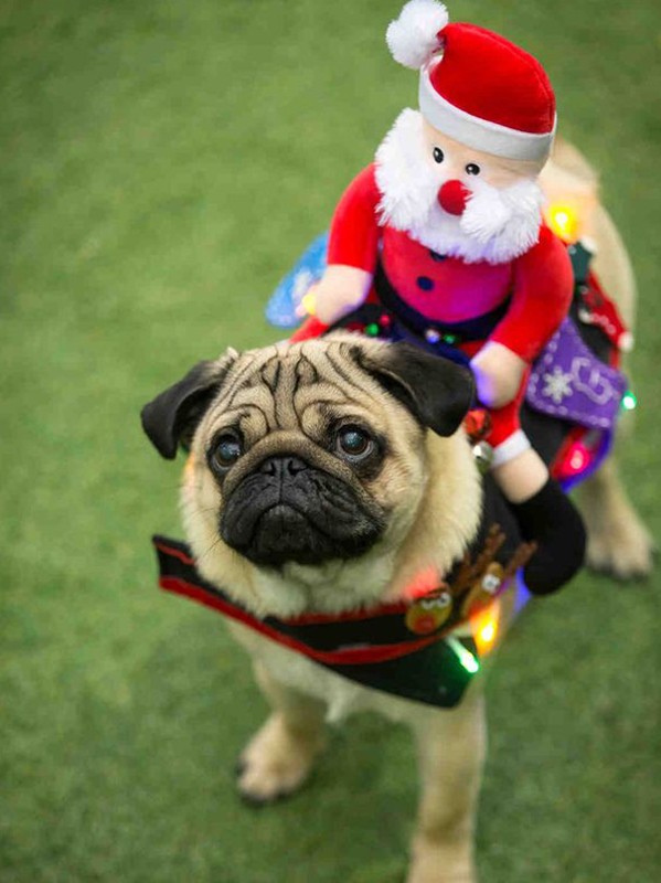 Christmas pug