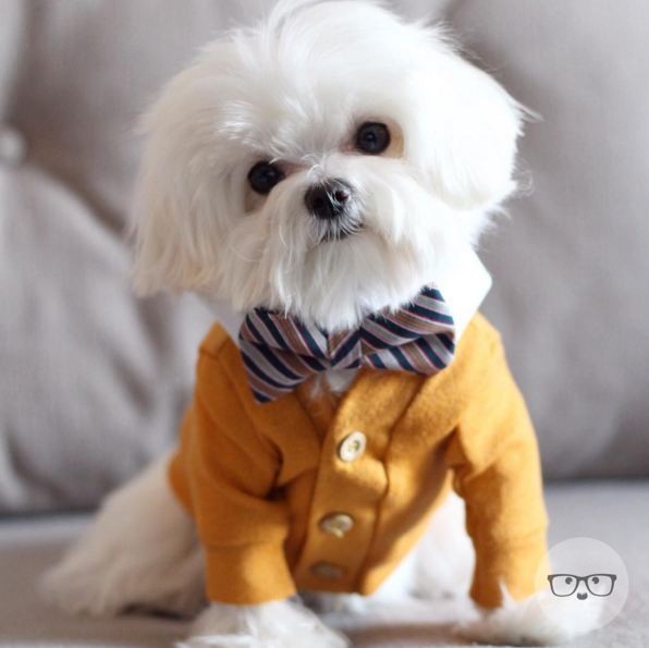 Maltese dressed up