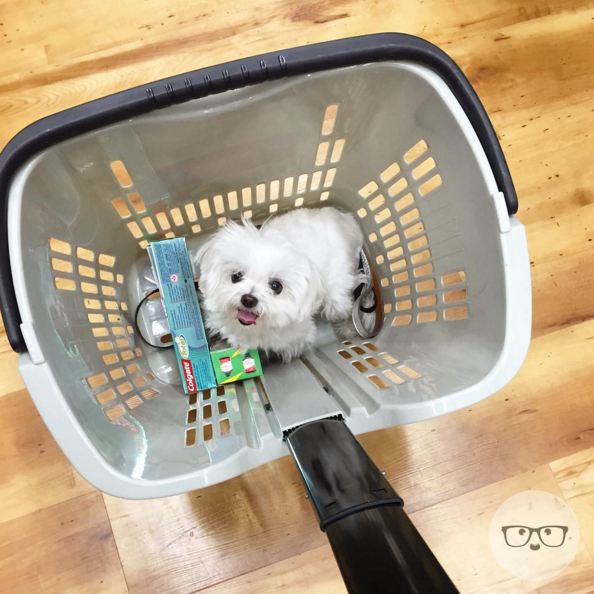 Maltese goes shopping