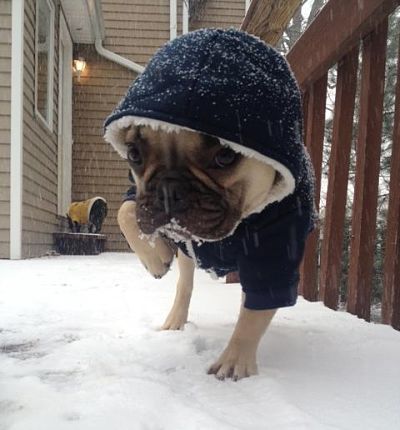 snow pug