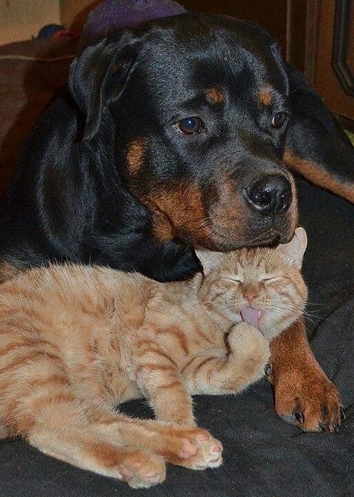 cat and dog