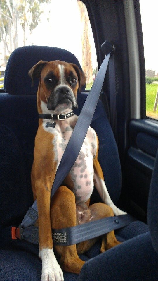 boxer-dog