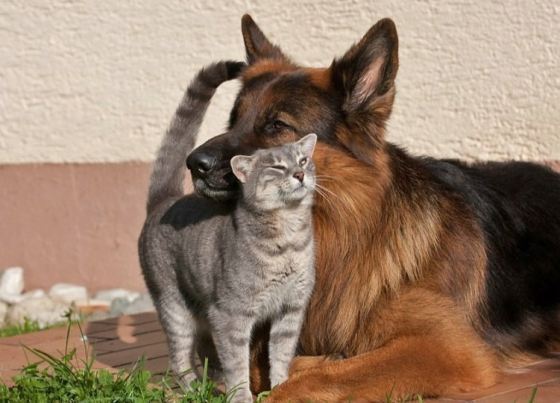 cute-cat-with-dog