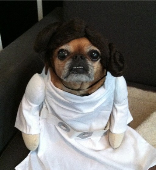 leia dog