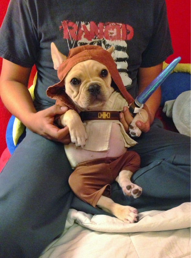 jedi pup