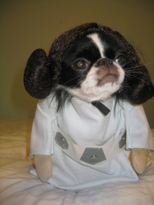 leia dog