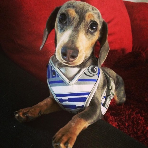 r2 dog