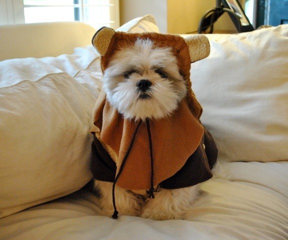 endor pup