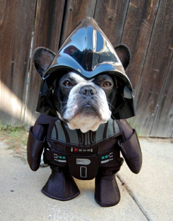 vader dog