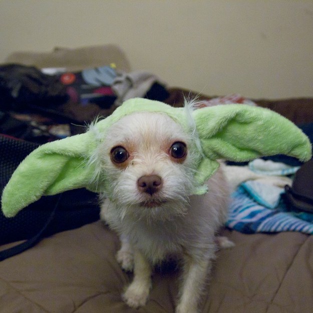 yoda pup