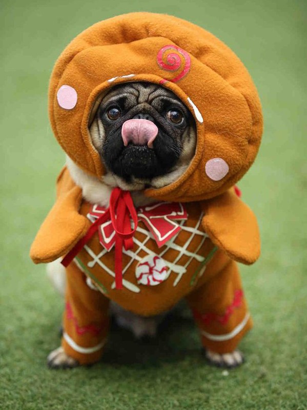 gingerbread pug