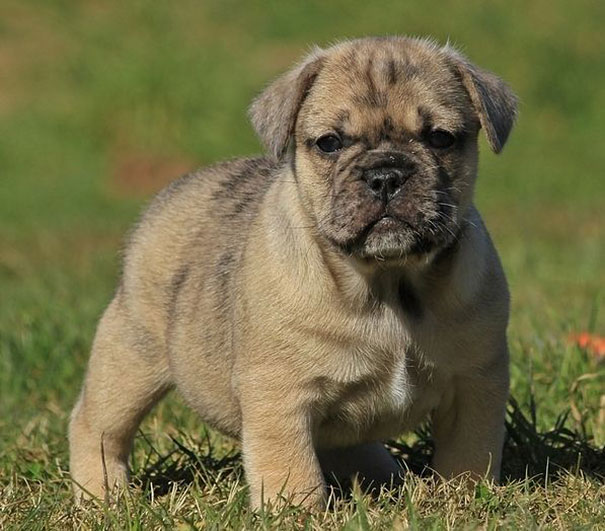 bullpug