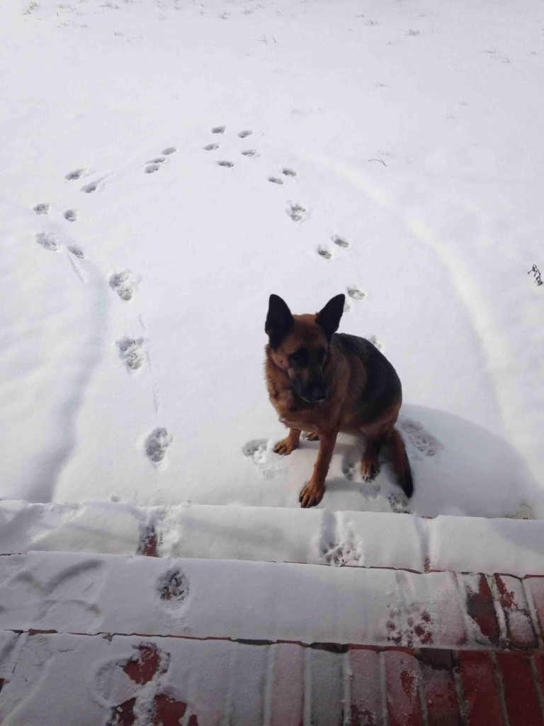 snow dog