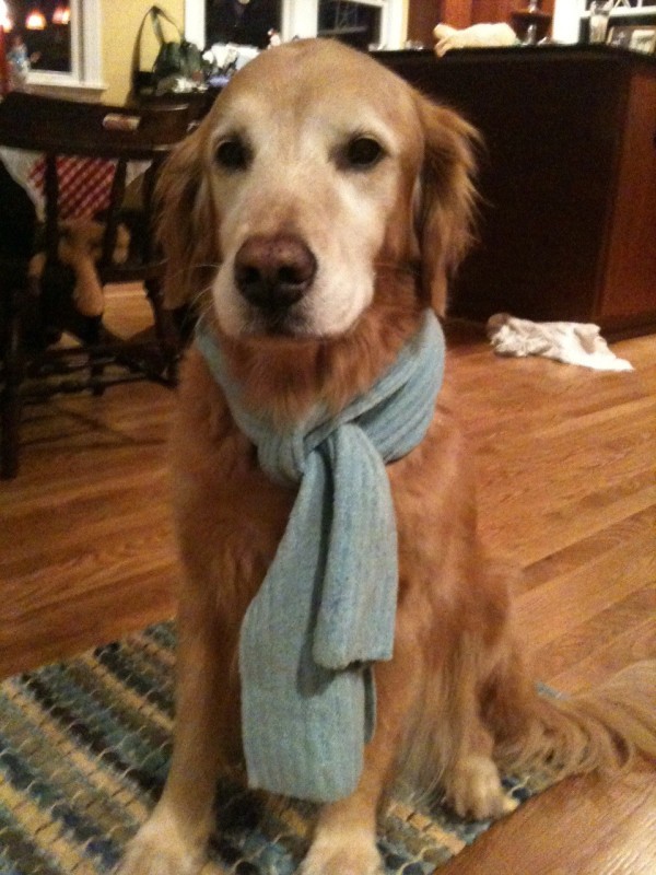 scarf dog