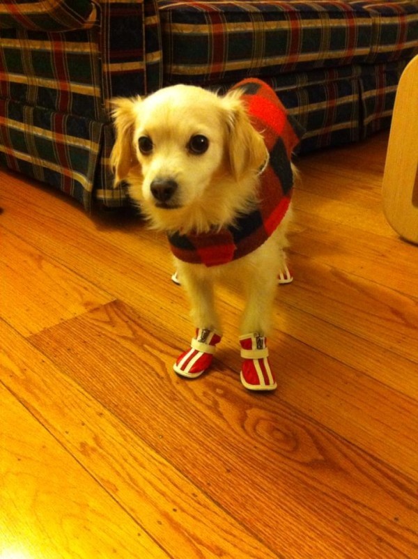 dog boots