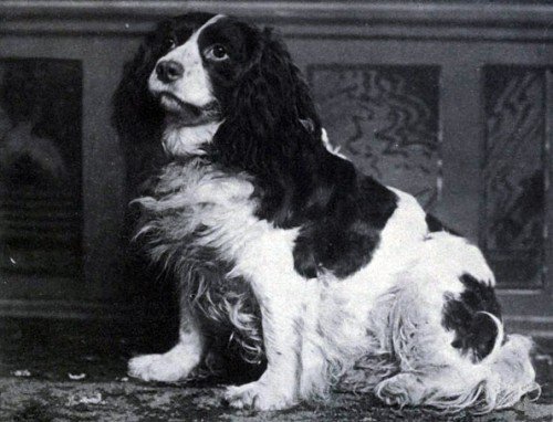 Norfolk-Spaniel