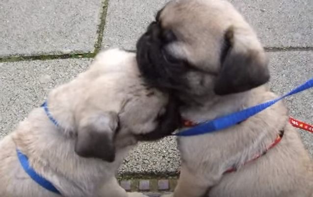 Emma and Paul the pugs showing affection