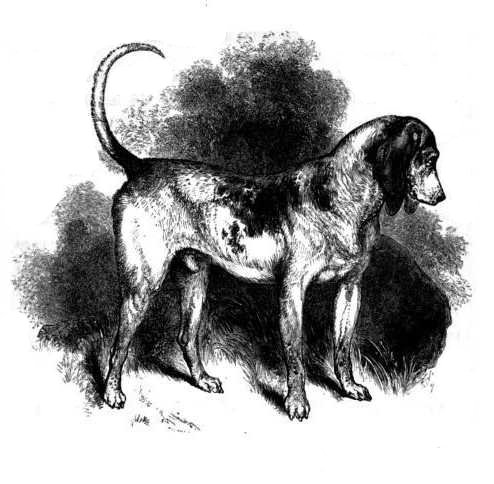 Southern_Hound