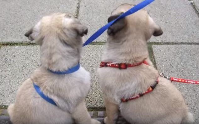 baby pugs