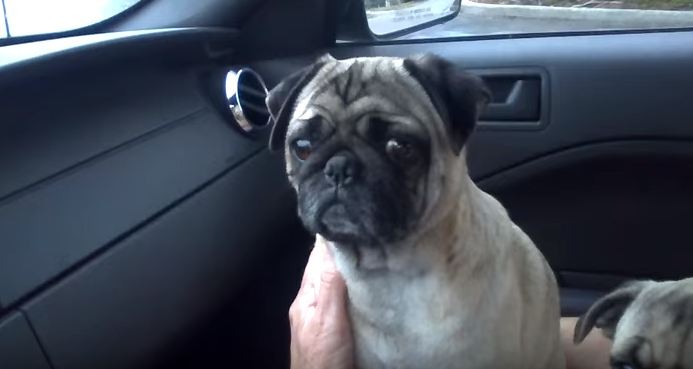 concerned pug