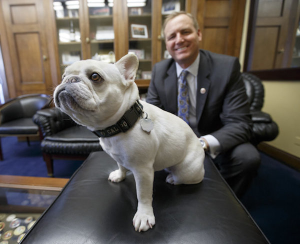 dog and representative