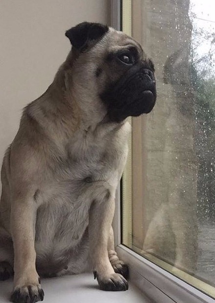 rain pug