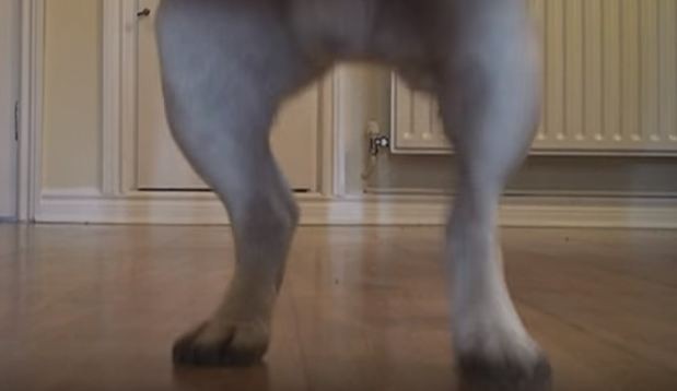 pug dancing with his legs
