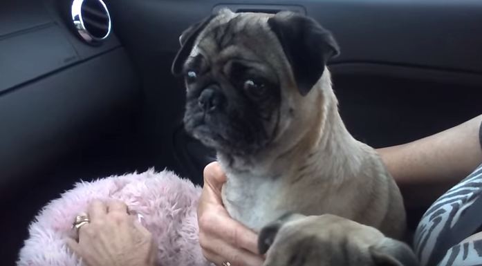 pug in the car